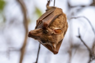 Bat hanging on a branch, Chobe National Park, Botswana