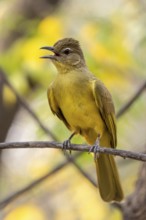 Yellow-bellied Greenbul (Chlorocichla flaviventris), Yellow-bellied Greenbul, Zambezi Region,