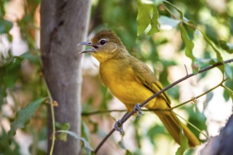Yellow-bellied Greenbul (Chlorocichla flaviventris), Yellow-bellied Greenbul, Zambezi Region,