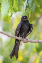 Fork-tailed drongo (Dicrurus adsimilis), Zambezi Region, Caprivi Strip, Namibia