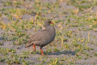 Red-billed Francoline (Pternistis adspersus), Francoline, Moremi Game Reserve, Botswana