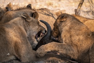 Lion pack with kill, lion (Panthera Leo) eats buffalo, savanna, Moremi Game Reserve, Botswana