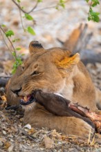 Lion pack with kill, lion (Panthera Leo) eats buffalo, savanna, Moremi Game Reserve, Botswana