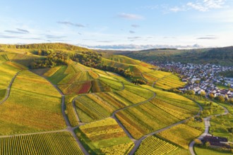 Panorama of colorful vineyards and a neighboring settlement in autumn, autumn, near Strümpfelbach