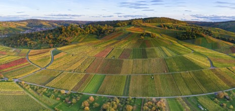 Panoramic view of rolling vineyards in warm autumn colors at sunset, autumn, near Strümpfelbach im