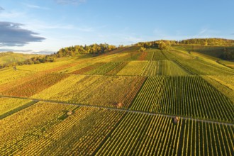 Vineyards in autumn colors under blue sky in the evening sun, autumn, near Strümpfelbach im