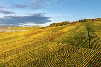 Golden and green vineyards spread over wide hills under a clear sky, autumn, near Strümpfelbach im