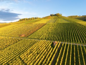 Green and golden vineyards stretch over gently rising hills to the horizon, autumn, near