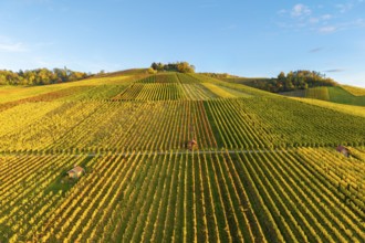 Vineyard landscape in rich autumn colors on rolling hills under blue sky, autumn, near
