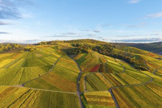 Colourful vineyards stretch over rolling hills under clear skies, autumn, near Strümpfelbach im