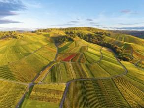 Wide, autumn-colored wine landscape in a curved arrangement, autumn, near Strümpfelbach im Remstal,