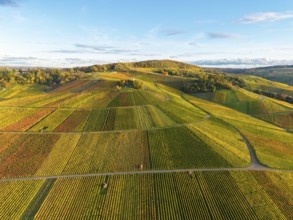 Wide wine landscape with colorful autumn colors and rolling hills under a clear sky, autumn, near