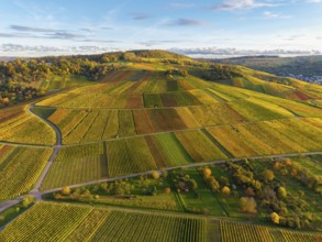 Hilly vineyard landscape in autumn colors under blue sky, autumn, near Strümpfelbach im Remstal,