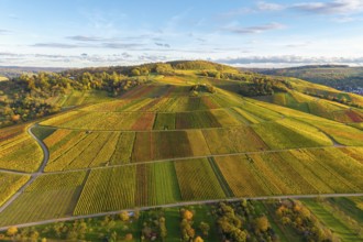 Vineyards in a hilly, colorful landscape in autumn, near Strümpfelbach im Remstal,