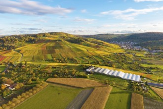 Extensive panoramic landscape with colorful vineyards and fields, autumn, near Strümpfelbach im