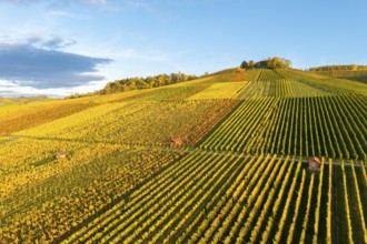 Vineyards in warm autumn tones under blue skies stretch over rolling hills, autumn, near