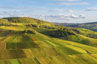 Vineyards and hilly landscape in autumn colors, autumn, near Strümpfelbach im Remstal,