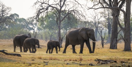 Herd with young animals, elephants (Loxodonta africana), Xakanaxa, Moremi Game Reserve, Botswana