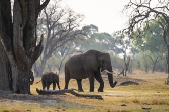 Elephants (Loxodonta africana), Xakanaxa, Moremi Game Reserve, Botswana