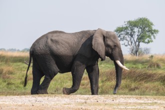 Elephant (Loxodonta africana), Xakanaxa, Moremi Game Reserve, Botswana