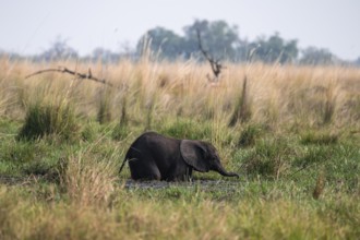 Young animal in swamp, elephant (Loxodonta africana), Xakanaxa, Moremi Game Reserve, Botswana