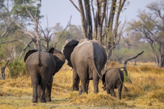 Three elephants (Loxodonta africana) seen from behind, Xakanaxa, Moremi Game Reserve, Botswana