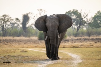Front view, male elephant (Loxodonta africana), Xakanaxa, Moremi Game Reserve, Botswana