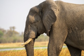 Male elephant (Loxodonta africana), Xakanaxa, Moremi Game Reserve, Botswana