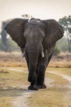 Front view, male elephant (Loxodonta africana), Xakanaxa, Moremi Game Reserve, Botswana