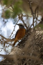 Flycatcher, short-toed rock thrush (Monticola brevipes), Nxai Pan National Park, Botswana