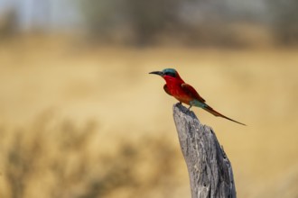 Southern carmine bee-eater (Merops nubicoides), Okavango Delta, Moremi Game Reserve, Botswana