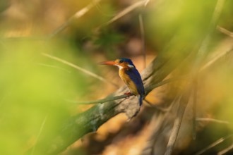Malachite kingfisher (Corythornis cristatus) sitting on branch on the Okavango River, Caprivi