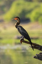 African darter (Anhinga rufa) sitting on branch on the Okavango River, Caprivi Strip, Namibia