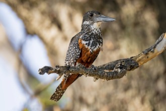 Giant kingfisher (Megaceryle maxima) sitting on branch on the Okavango River, Caprivi Strip,