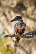 Giant kingfisher (Megaceryle maxima) sitting on branch on the Okavango River, Caprivi Strip,