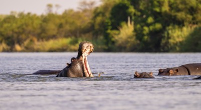 Hippopotamus (Hippopatamus amphibius) yawns and shows teeth in water, Kwando River, Zambezi region,