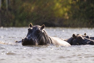 Hippopotamus (Hippopatamus amphibius) in water, Kwando River, Zambezi region, Caprivi Strip,