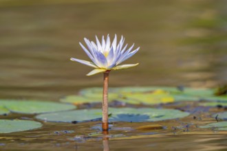 Water lilies, water lily family (Nymphaeaceae) on the Okavango River, Caprivi Strip, Namibia