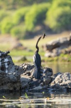 African snake-necked bird (Anhinga rufa) with captured fish on the Okavango River, Caprivi Strip,