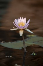 Water lilies, water lily family (Nymphaeaceae) on the Okavango River, Caprivi Strip, Namibia