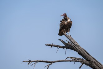 Hooded Vulture (Necrosyrtes monachus) sitting on a branch against a blue sky, Moremi Game Reserve,