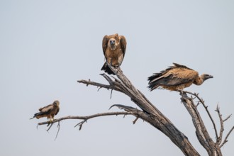 Two white-backed vultures (Gyps africanus) and a black kite sitting on a branch, Moremi Game