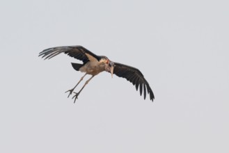 Marabou (Leptoptilos crumeniferus) in flight, Moremi Game Reserve, Botswana