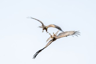 Two birds fighting in flight, black kite (Milvus migrans) flying against a blue sky, Moremi Game