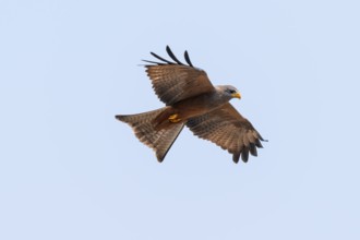 Black kite (Milvus migrans) flying against a blue sky, Moremi Game Reserve, Botswana