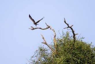 White-backed vulture (Gyps africanus) flying, Moremi Game Reserve, Botswana