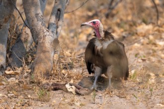 Hooded Vulture (Necrosyrtes monachus) on the ground with carrion, Moremi Game Reserve, Botswana