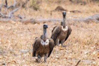 White-backed vulture (Gyps africanus), Moremi Game Reserve, Botswana