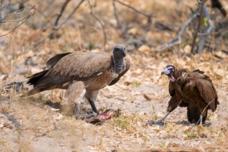 White-backed vulture (Gyps africanus) and cape vulture (Necrosyrtes monachus) on the ground with