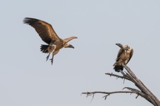 Two white-backed vultures (Gyps africanus) in flight, sitting on a branch, Moremi Game Reserve,